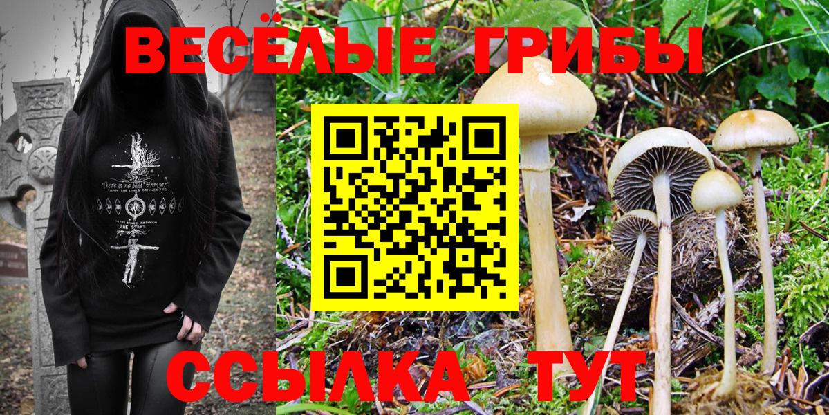 Галлюциногенные грибы GOLDEN TEACHER  Псилоцибиновые грибы ЛСД  Владимир  Вход с VPN 